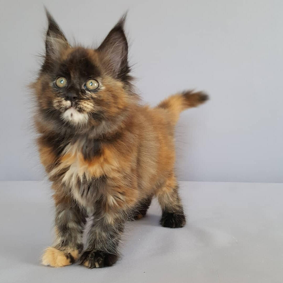 Tortie Maine Coon Kitten