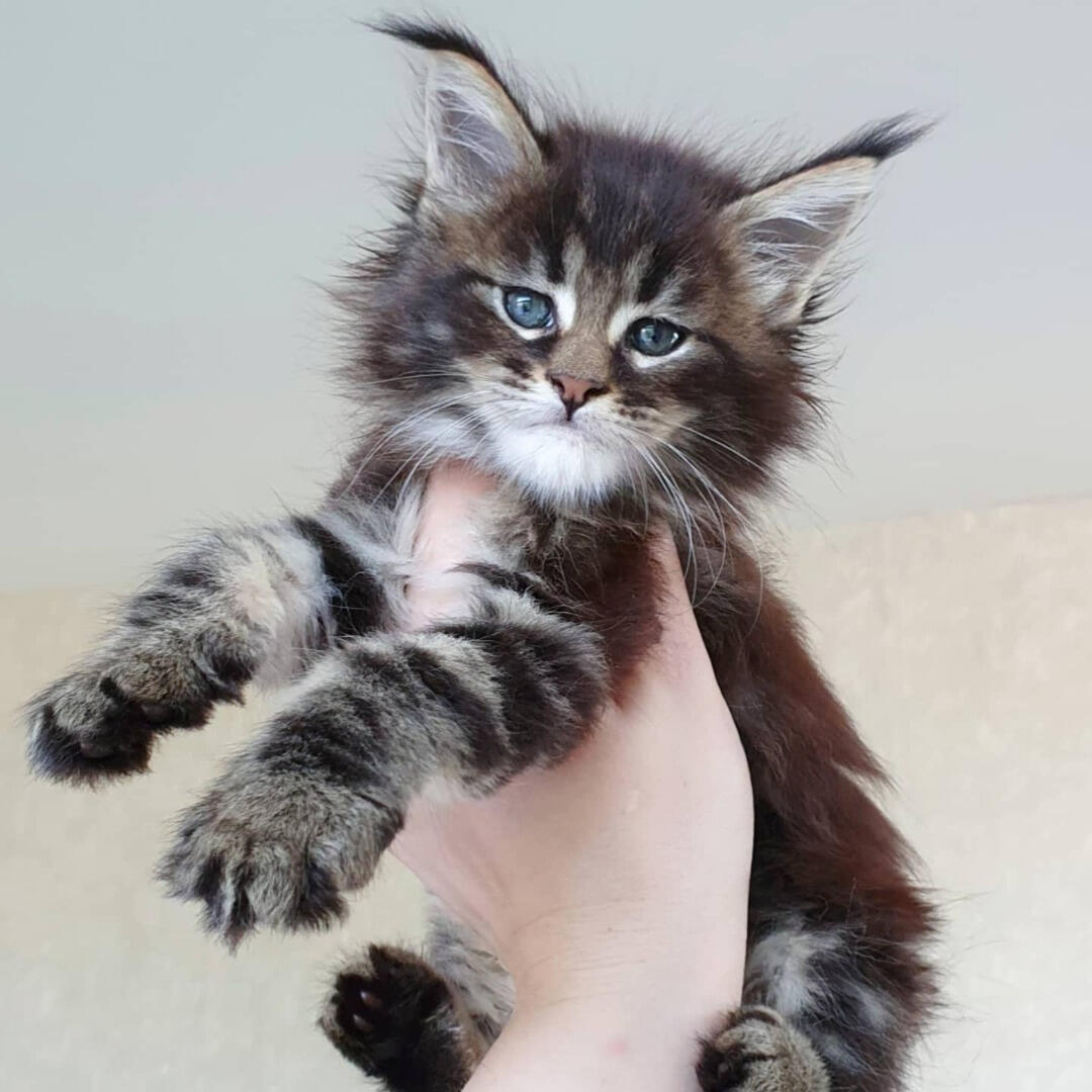 Silver Red Maine Coon Kitten