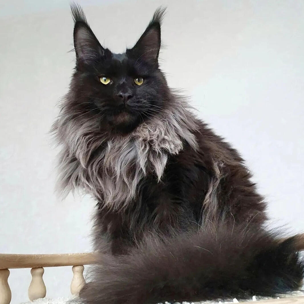 Black Smoke Maine Coon Kitten For Sale