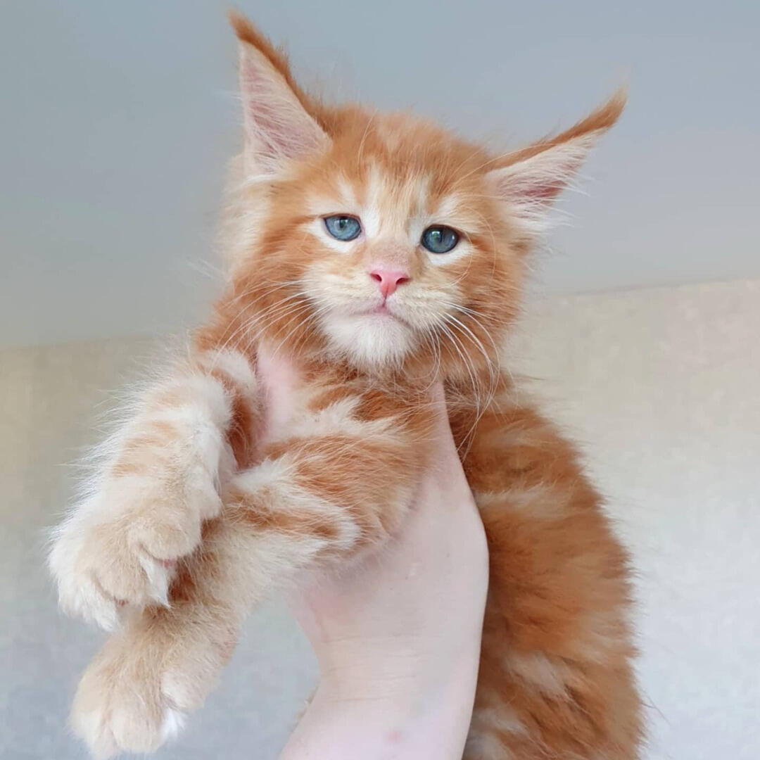 Orange Maine Coon Kitten